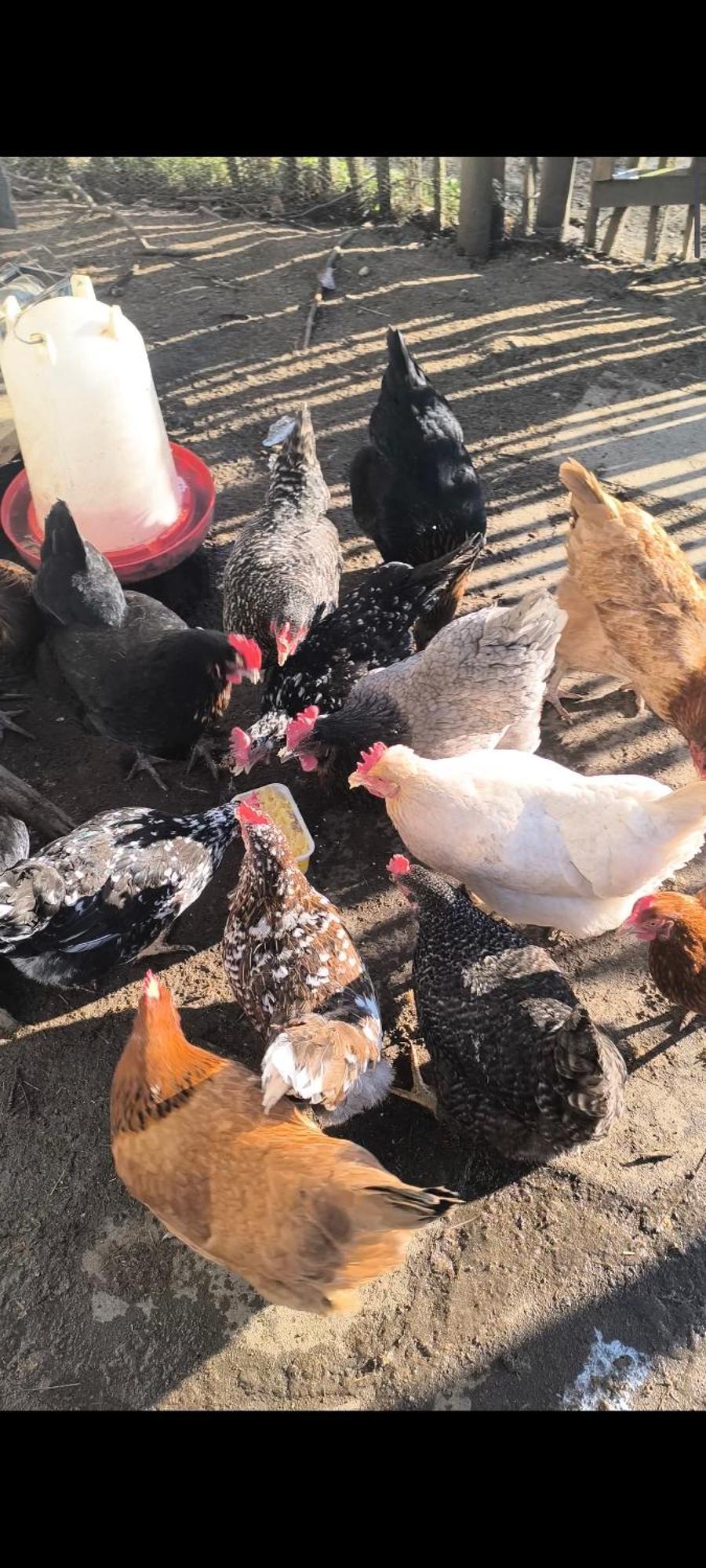 Landhof Lieg - Tierische Auszeit In Unseren Gemuetlichen Ferienwohnungen Exterior foto